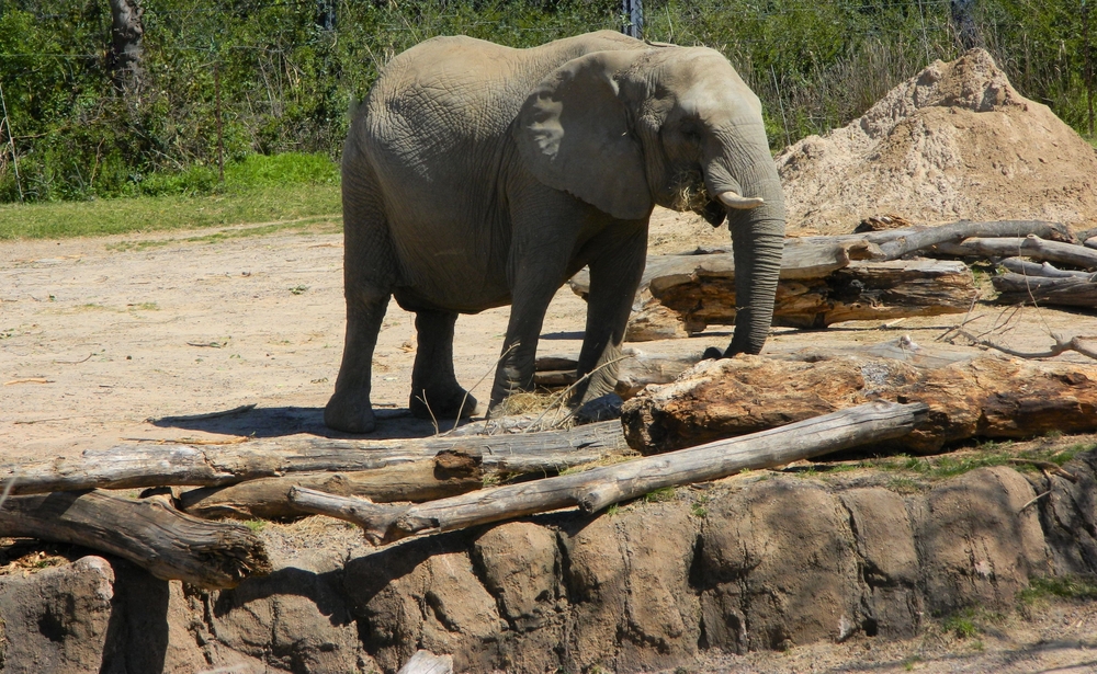 A,Closeup,Of,An,Elephant,At,Dallas,Zoo,With,Greenery