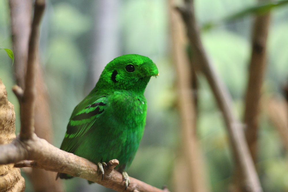 Bright,Green,Bird,-,Dallas,Zoo