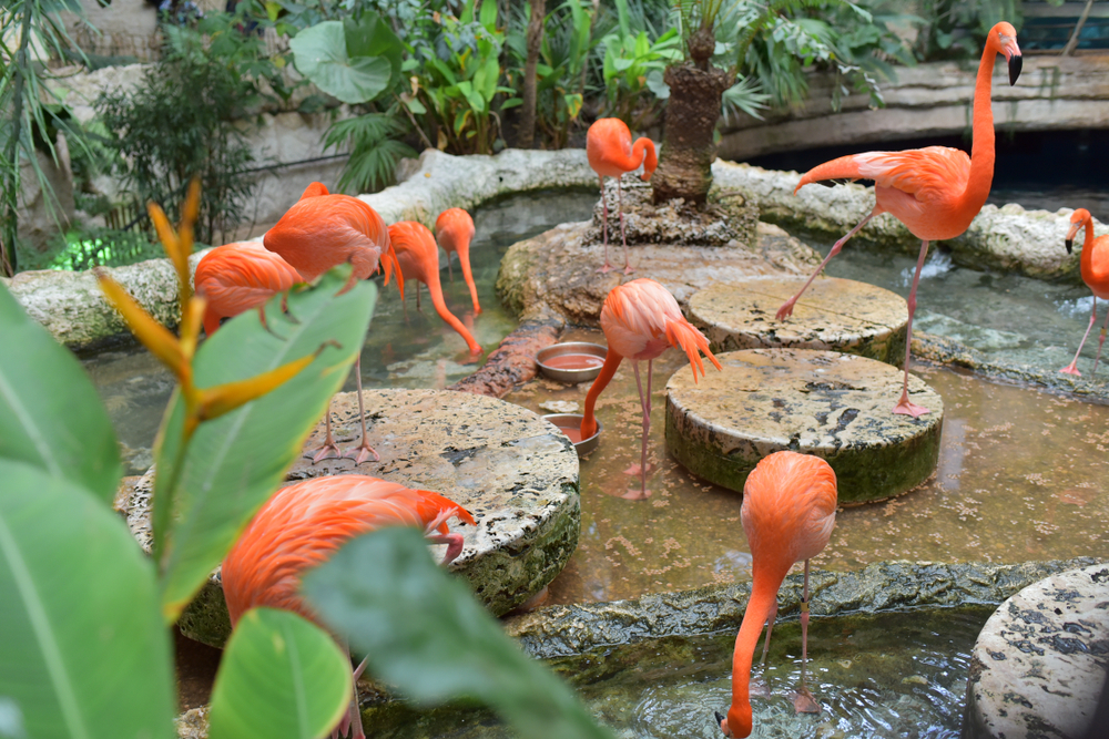 A,Group,Of,American,Flamingo,At,Dallas,World,Aquarium